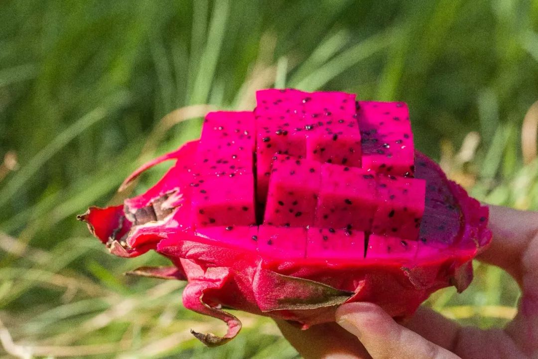 大同培育出热带水果火龙果-大同E网